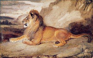 Lion Resting